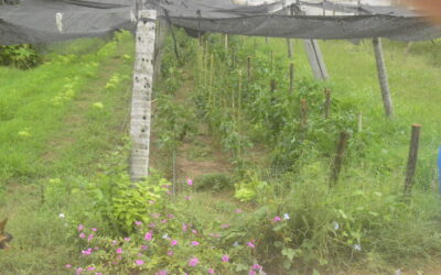 Red Comparte – Estrategias comunitarias para la transición agroecológica