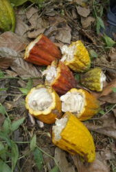 Red COMPARTE: intercambio de aprendizajes sobre cadena de valor del cacao