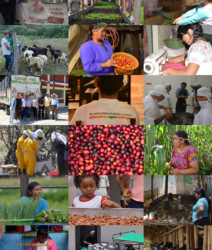 Red Comparte – Línea de base de cadenas de valor