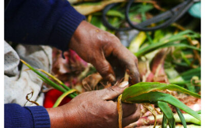 Evaluación del modelo de acompañamiento de la red Comparte 2015-2019