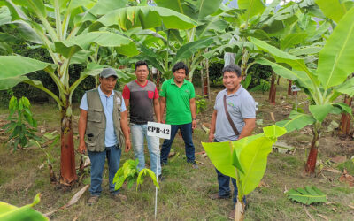 Productores/as agroforestales bolivianos/as y peruanos/as intercambian experiencias