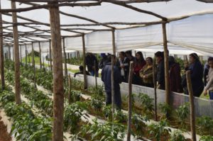 Pytu Piro`y – Aire fresco