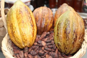 APPROCAP y su cacao fino de aroma de Piura-Perú para el mundo