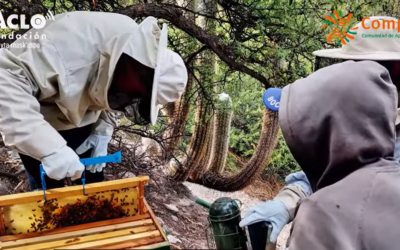 Como o SASA se traduz na prática?