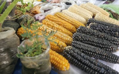 Feira de Sementes: Resistência e Futuro Comunitário